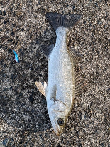 セイゴ（マルスズキ）の釣果