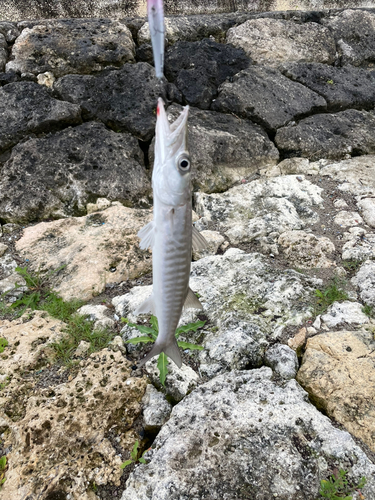 カマスの釣果