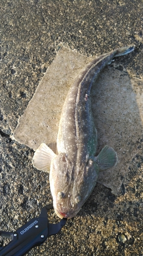 マゴチの釣果