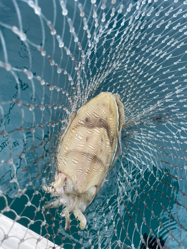 コウイカの釣果