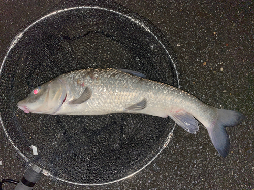 ニゴイの釣果