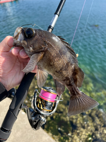 メバルの釣果