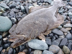 ヒラメの釣果