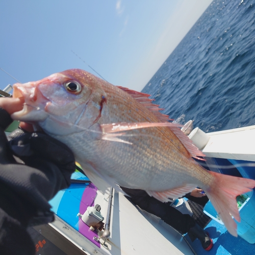 チダイの釣果