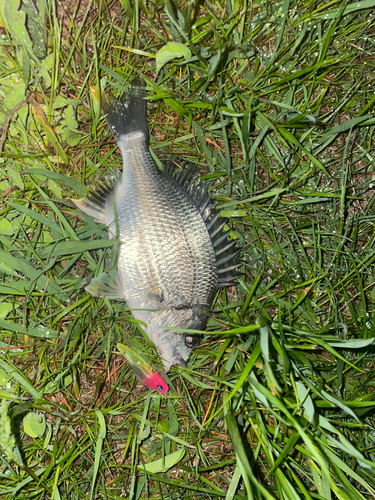 キビレの釣果