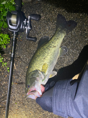 ブラックバスの釣果