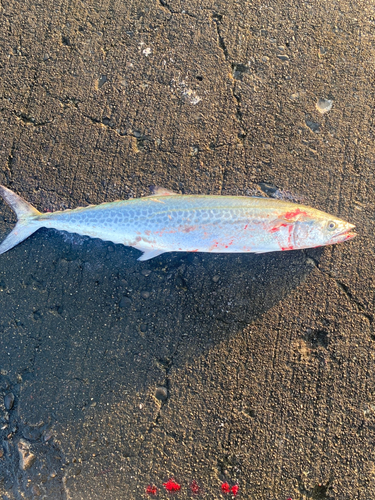 サゴシの釣果