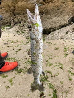 カマスの釣果