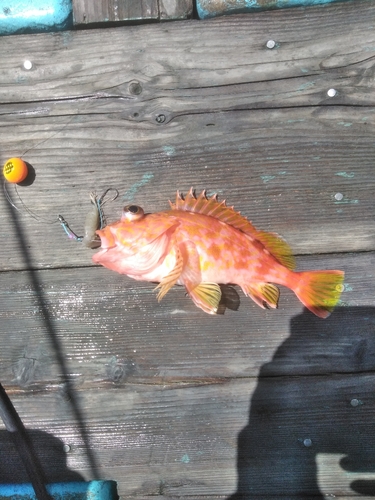 アヤメカサゴの釣果