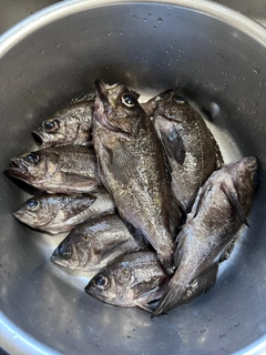 メバルの釣果