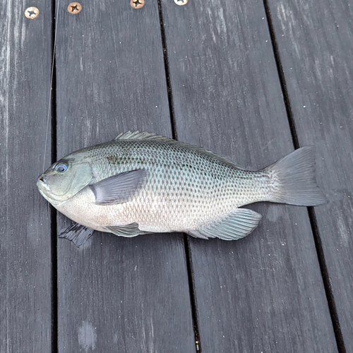 メジナの釣果