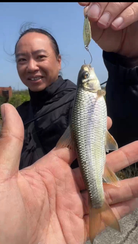 オイカワの釣果