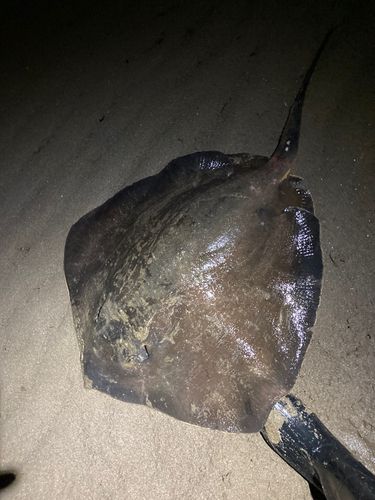 エイの釣果