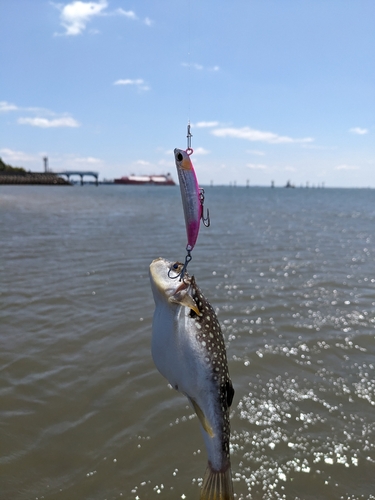 クサフグの釣果