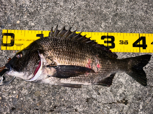 クロダイの釣果