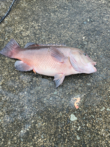 コブダイの釣果