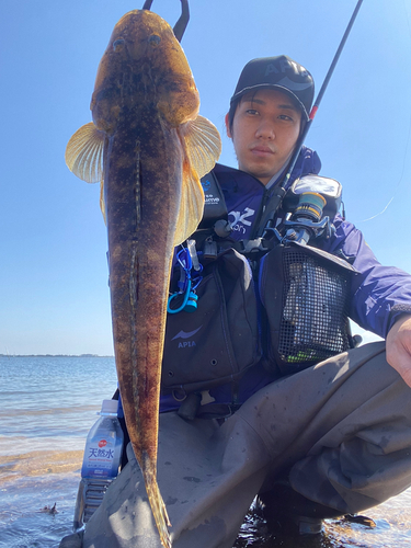 マゴチの釣果