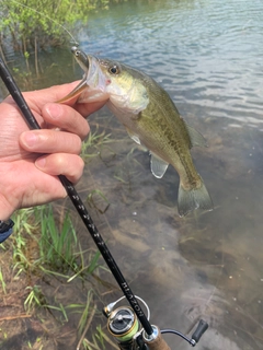 ラージマウスバスの釣果