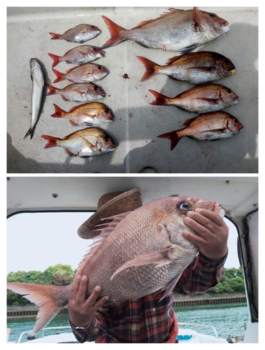 マダイの釣果