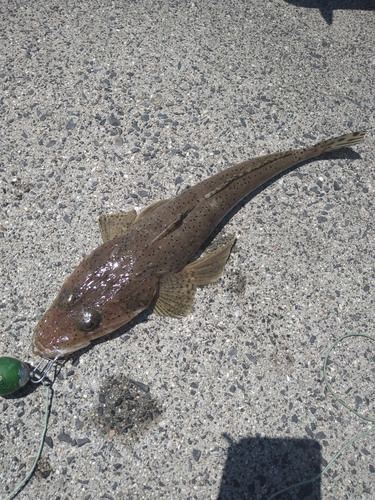 ワニゴチの釣果