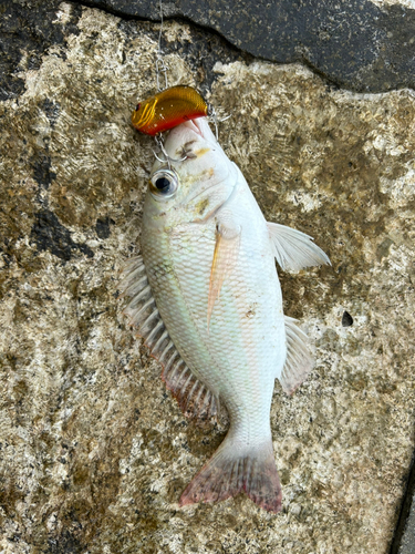 クチナジの釣果