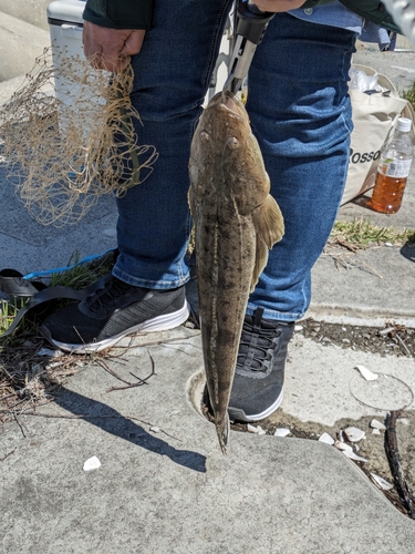 マゴチの釣果