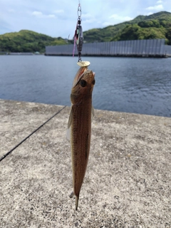 エソの釣果