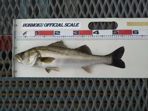 フッコ（マルスズキ）