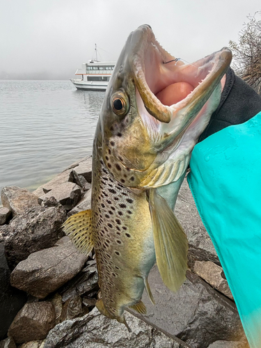 ブラウントラウトの釣果