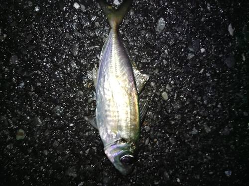 マアジの釣果