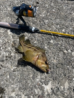 シマソイの釣果