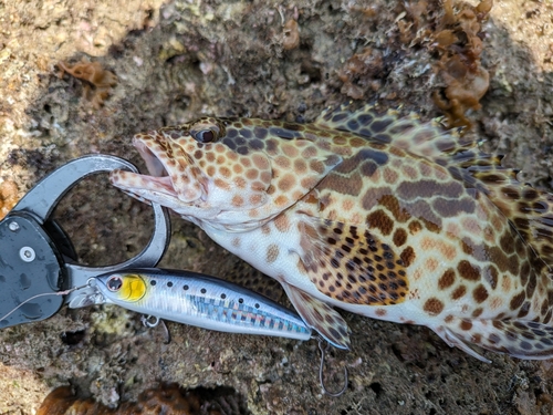 イシミーバイの釣果