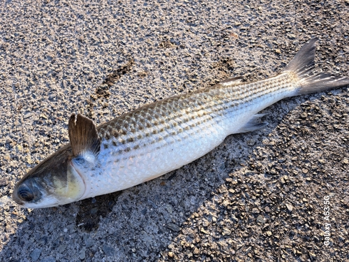 ボラの釣果