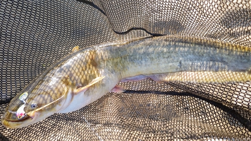 ナマズの釣果