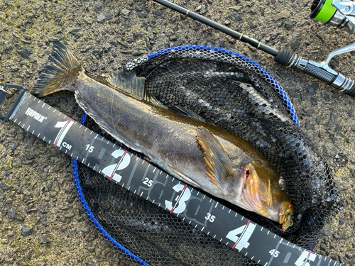 ホッケの釣果