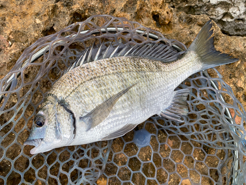 ミナミクロダイの釣果