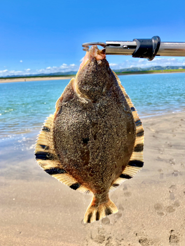 ヌマガレイの釣果