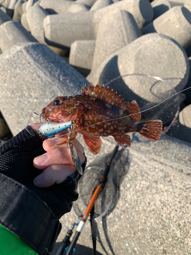 カサゴの釣果