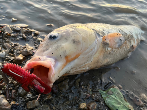 コイの釣果