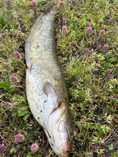 ナマズの釣果