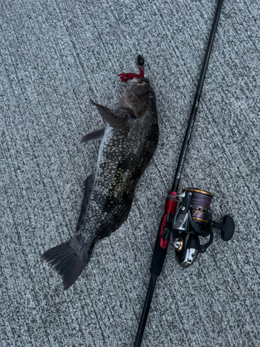 アイナメの釣果