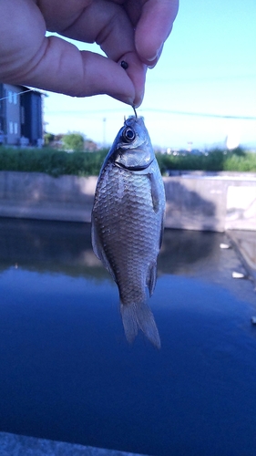 フナの釣果