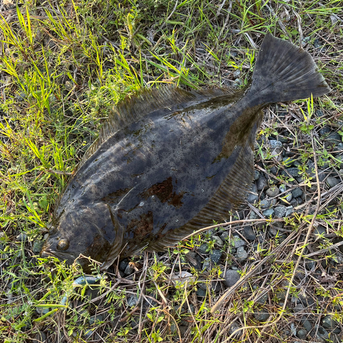 ヒラメの釣果