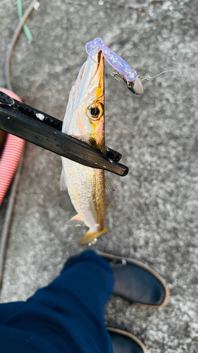 カマスの釣果