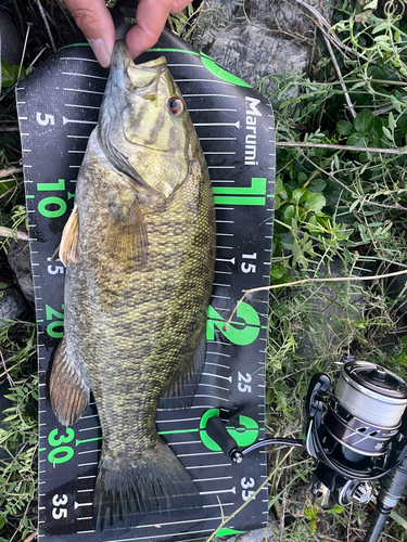 スモールマウスバスの釣果