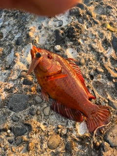 オハグロベラの釣果