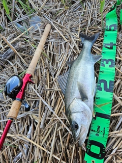 フッコ（マルスズキ）の釣果