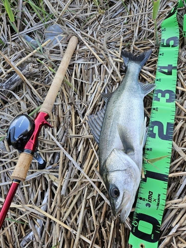 フッコ（マルスズキ）の釣果