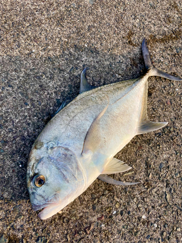 鹿児島湾南部