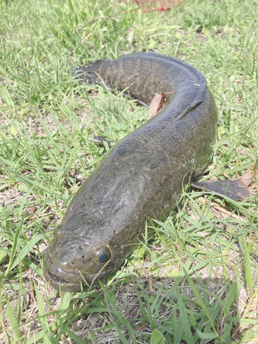 ライギョの釣果